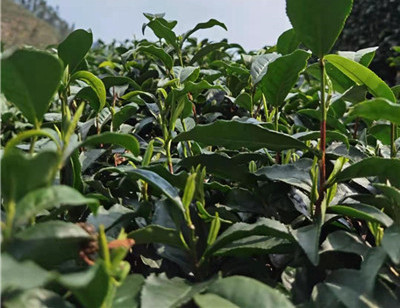 HZ130Һ���rо�@�C(j��)